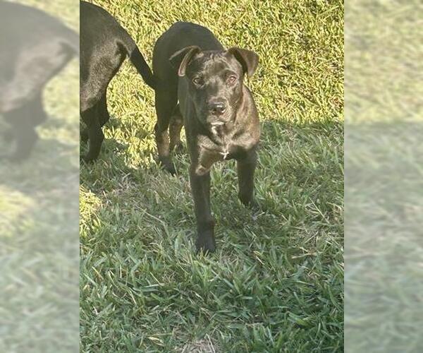 Medium Photo #1 Labrador Retriever-Unknown Mix Puppy For Sale in Houston, TX, USA