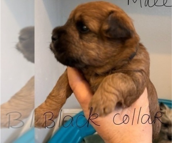 Medium Photo #49 Poocan Puppy For Sale in FAIR OAKS, CA, USA
