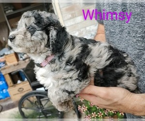 Aussiedoodle Puppy for Sale in MARION, Texas USA