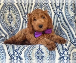Cocker Spaniel-Poodle (Miniature) Mix Puppy for sale in LAKELAND, FL, USA