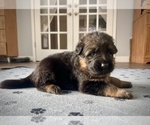 Small Photo #5 German Shepherd Dog Puppy For Sale in MAPLE GROVE, MN, USA