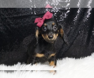 Dachshund Puppy for sale in WARSAW, IN, USA