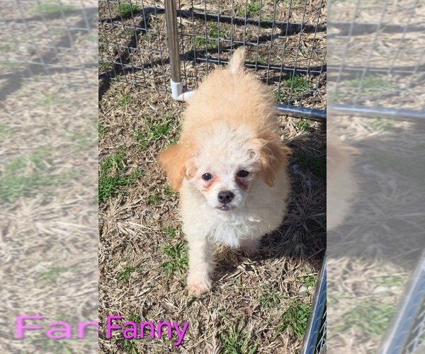 Medium Photo #1 Poodle (Toy) Puppy For Sale in AZLE, TX, USA