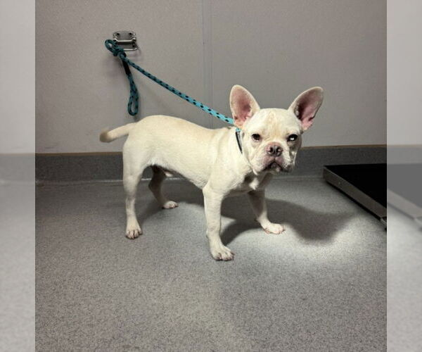 Medium Photo #1 French Bulldog Puppy For Sale in Rancho Cucamonga, CA, USA