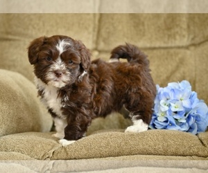 ShihPoo Puppy for sale in MILLERSBURG, OH, USA