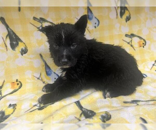 Medium Photo #1 Border Collie-Unknown Mix Puppy For Sale in HESPERIA, CA, USA