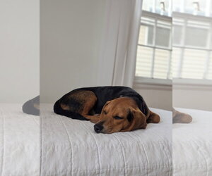 Cooper - Male Beagle Dog for Adoption - Photo #6