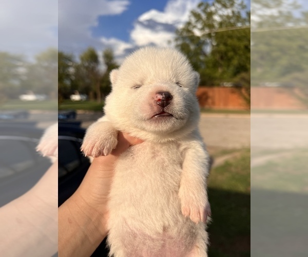 Medium Photo #1 Akita Puppy For Sale in ARLINGTON, TX, USA