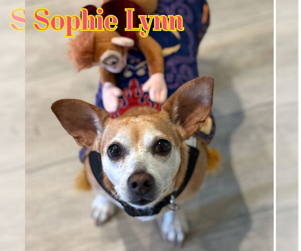 Medium Photo #2 Chiweenie Puppy For Sale in San Antonio, TX, USA