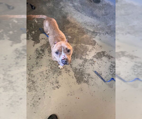 Medium Photo #1 American Staffordshire Terrier-Unknown Mix Puppy For Sale in Tallahassee, FL, USA