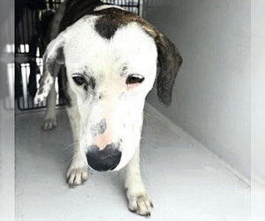 Labrador Retriever-Unknown Mix Dogs for adoption in Houston, TX, USA