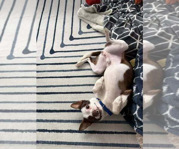 Medium Photo #6 Boston Terrier-Unknown Mix Puppy For Sale in New York, NY, USA