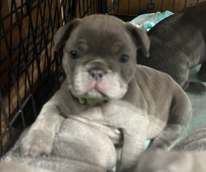 French Bulldog Puppy for sale in LOUISVILLE, KY, USA