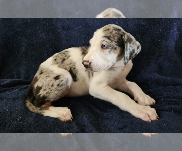 Medium Photo #10 Catahoula Leopard Dog Puppy For Sale in CUMBY, TX, USA