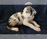 Small #9 Catahoula Leopard Dog