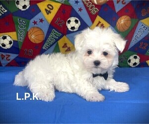 Maltese Puppy for sale in WINNSBORO, LA, USA
