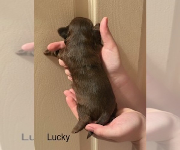 Medium Photo #35 Shorkie Tzu Puppy For Sale in SCOTTSDALE, AZ, USA