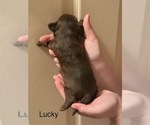 Small #3 Shorkie Tzu