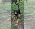 Small Photo #2 Doberman Pinscher-German Shepherd Dog Mix Puppy For Sale in ELLENVILLE, NY, USA