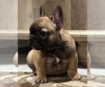 Small #7 French Bulldog