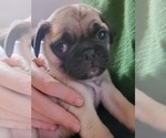 Small Photo #5 Pug Puppy For Sale in HILLSDALE, MI, USA