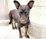 Small #1 Labrador Retriever Mix
