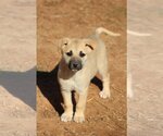 Small Photo #2 Australian Shepherd-Unknown Mix Puppy For Sale in McDonough, GA, USA