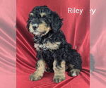 Puppy Riley Bernedoodle