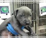 Small American Pit Bull Terrier Mix