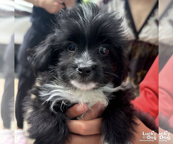 Medium Photo #4 Mutt Puppy For Sale in Washington, DC, USA