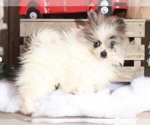 Pomeranian Puppy for sale in MOUNT VERNON, OH, USA
