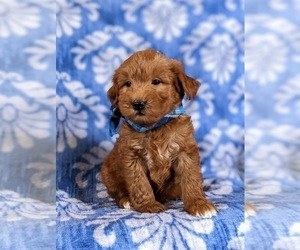 Double Doodle Puppy for sale in NOTTINGHAM, PA, USA