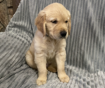 Small Photo #13 Golden Retriever Puppy For Sale in STRATFORD, OK, USA