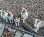 Small Photo #3 Shetland Sheepdog Puppy For Sale in BAINBRIDGE, GA, USA