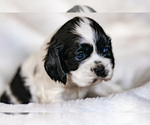 Small Photo #1 Cocker Spaniel Puppy For Sale in SALEM, OR, USA