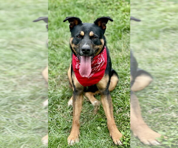 Medium Photo #68 Rottweiler-Unknown Mix Puppy For Sale in Brewster, NY, USA