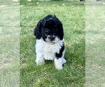 Puppy Jonny Cash Cavapoo (Miniature)