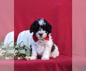 Poodle (Toy) Puppy for sale in OXFORD, PA, USA