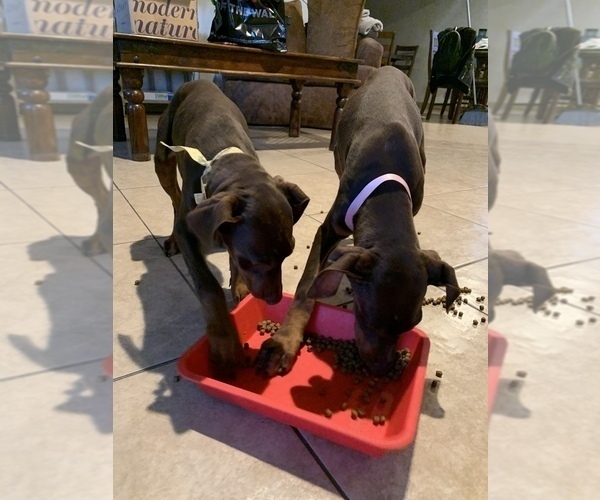 Medium Photo #8 Doberman Pinscher Puppy For Sale in RICHMOND, CA, USA