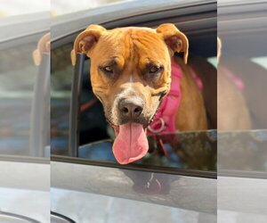 Boxer-Unknown Mix Dogs for adoption in Holly Springs, NC, USA