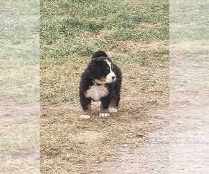 Bernese Mountain Dog Puppy for sale in HERSEY, MI, USA