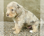 Small Photo #4 Bernedoodle Puppy For Sale in ROY, UT, USA