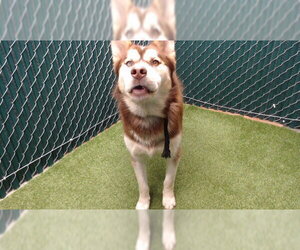Alaskan Malamute Dogs for adoption in Downey, CA, USA