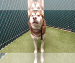 TOPPER - Male Alaskan Malamute Dog for Adoption - Small photo