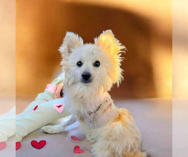 Medium Photo #2 Pomeranian-Unknown Mix Puppy For Sale in Vail, AZ, USA
