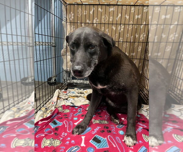 Medium Photo #1 Labrador Retriever Puppy For Sale in Evansville, IN, USA
