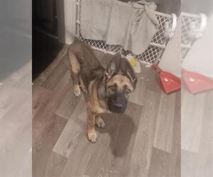 German Shepherd Dog-Unknown Mix Dogs for adoption in San Antonio, TX, USA