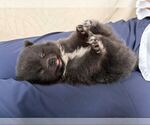 Small #1 Pomeranian Mix