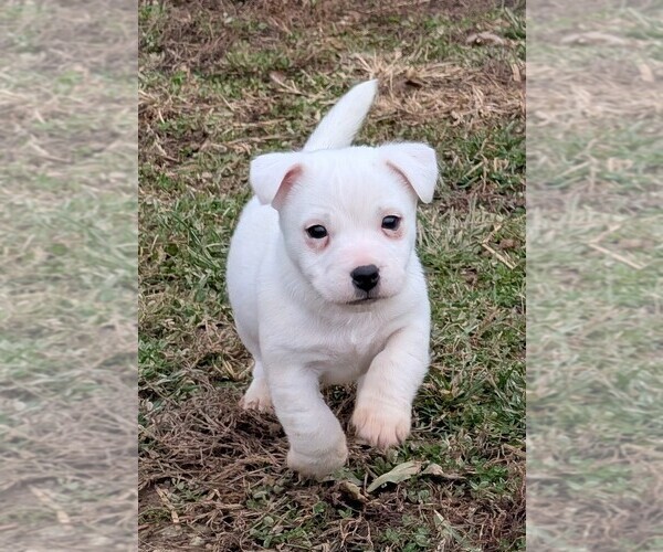 Medium Photo #4 Jack Russell Terrier Puppy For Sale in APPLE GROVE, WV, USA