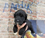 Puppy Andy Aussiedoodle